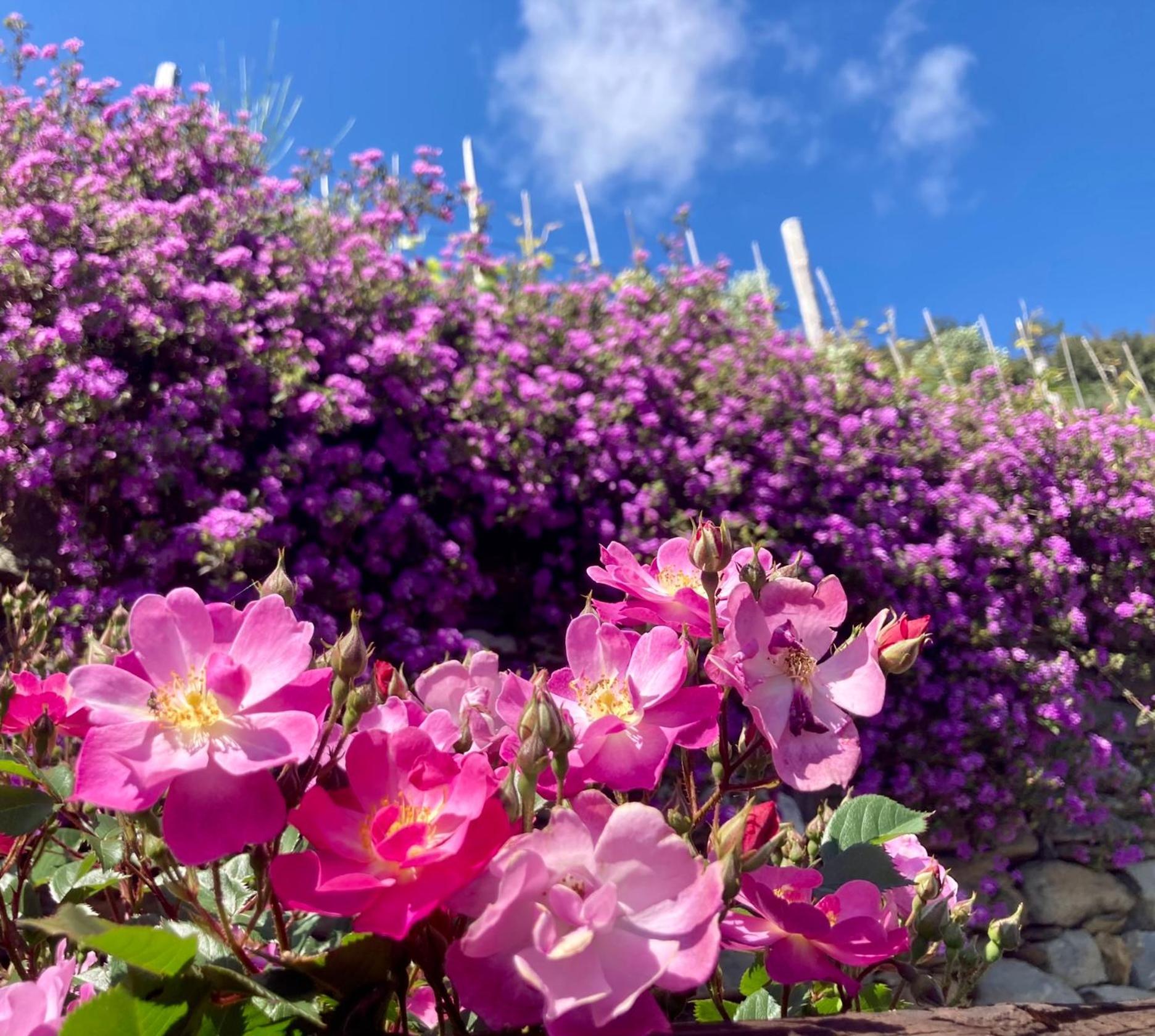 Farm stay Pietrafiore