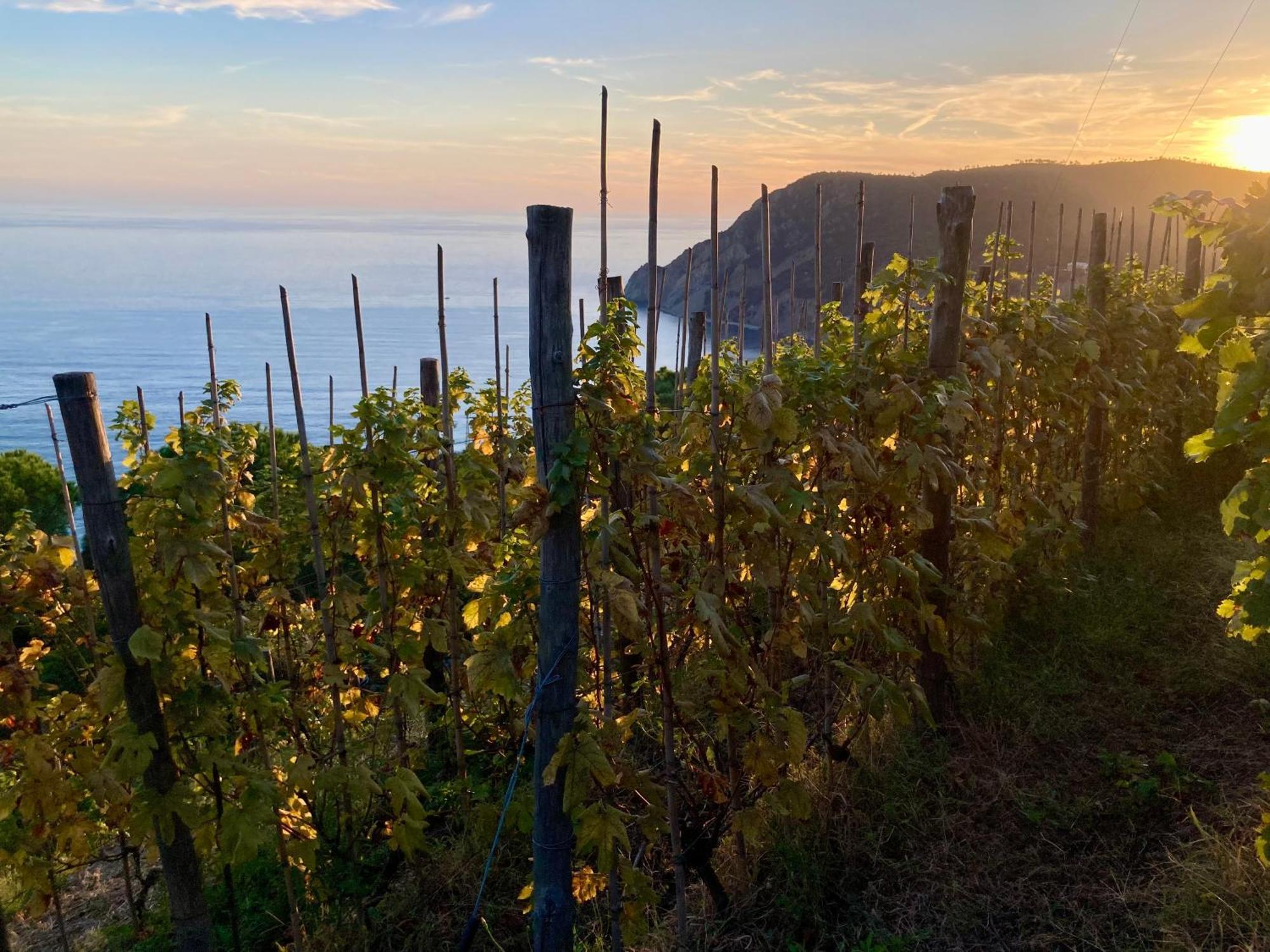 Farm stay Pietrafiore Monterosso al Mare